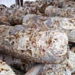 Mushroom Residue